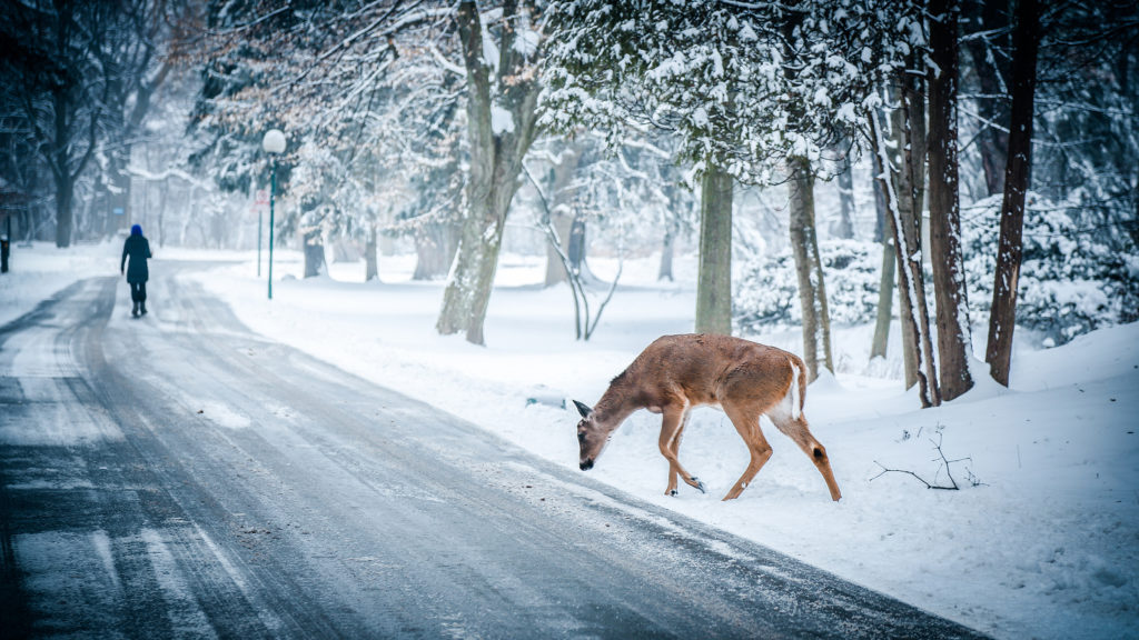 Watch Out for Deer